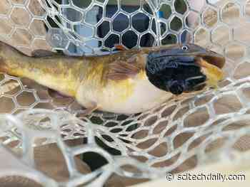 Scientists Discover the First Contagious Cancer in a Freshwater Animal