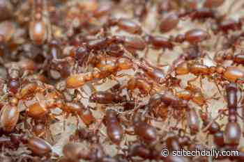 The Surprising Brain Chemistry That Turns Ants Into Caregivers