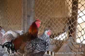You can't put an N95 mask on a chicken