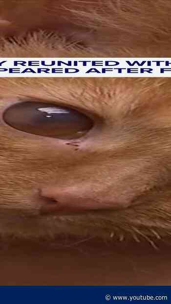 Ohio family reunited with cat that disappeared after fire
