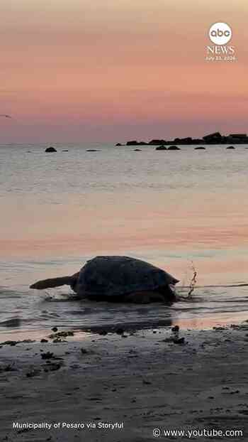 Sea turtle released back into sea after rehabilitation