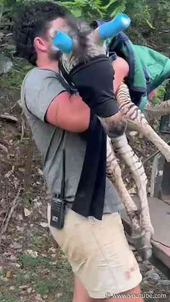 Park Ranger Spots Drowning Newborn Zebra — And Rushes To Save Him | The Dodo