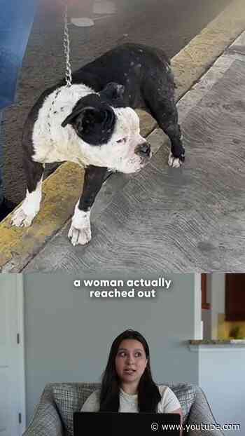 Stolen Dog Recognizes Her Family After 2 Years Apart | The Dodo