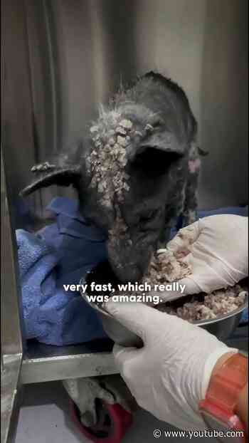 Dog With One Of The Worst Cases Of Mange Makes An Incredible Recovery | The Dodo
