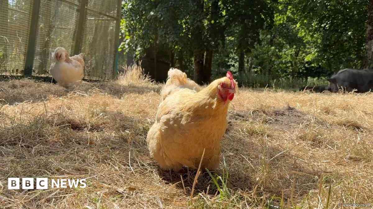 Animal sanctuary team 'heartbroken' after break-in