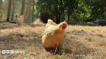 Animal sanctuary team 'heartbroken' after break-in