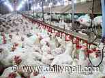 British chickens could be fuelling surge in bug linked to bowel cancer, study suggests