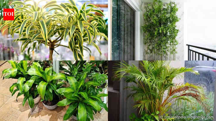 7 tall plants for the ultimate green vibe for your balcony