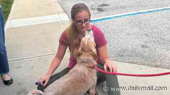 Adorable elderly dog finally finds his way home five years after he vanished from home and traveled 600 miles