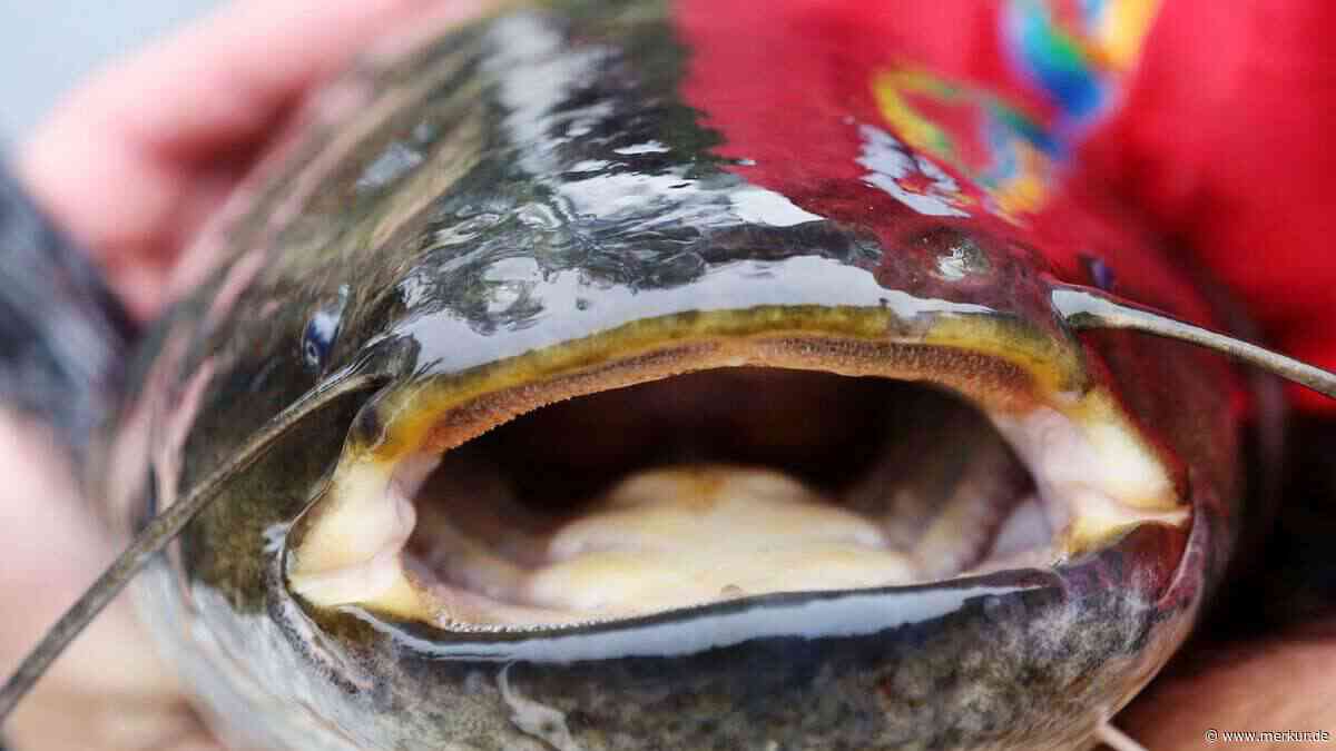 Tier wird über zwei Meter lang: Raubfisch-Invasion am Gardasee – Region greift zu Notmaßnahme
