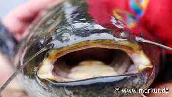 Tier wird über zwei Meter lang: Raubfisch-Invasion am Gardasee – Region greift zu Notmaßnahme