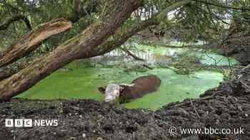 Fred's 'moo-ving rescue' as bull gets stuck in pond