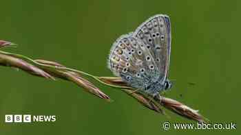 Residents urged to join nationwide butterfly count