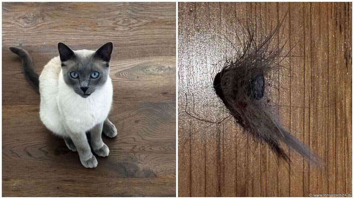 „Grausame Tat“: Schuss in den Hinterkopf – Unbekannte Person verletzt Kater in Winhöring