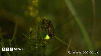 The nature reserve where 'magical' glow worms thrive