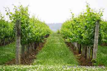 UK wine growers and producers demand backing to compete with Europe