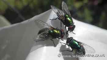 Flies and maggots will stay away from food bin if you add 2 common items inside