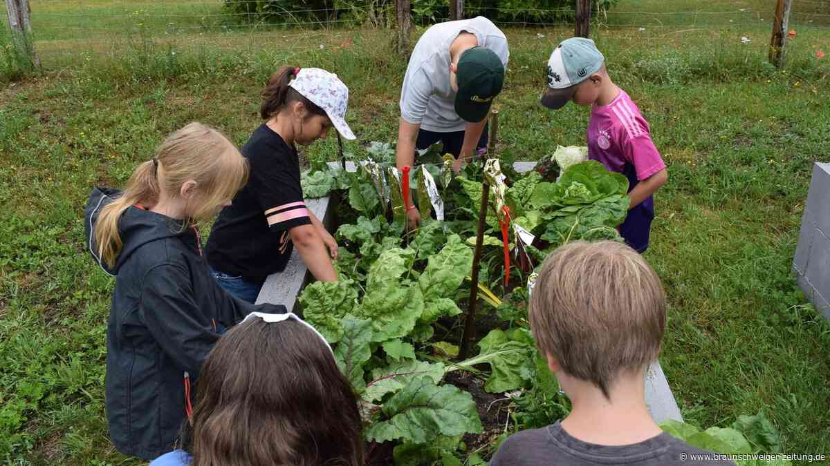 Förderung für Vorzeigeprojekt: Grundschüler ackern zwischen Mangold und Erdbeeren