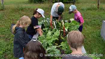 Förderung für Vorzeigeprojekt: Grundschüler ackern zwischen Mangold und Erdbeeren