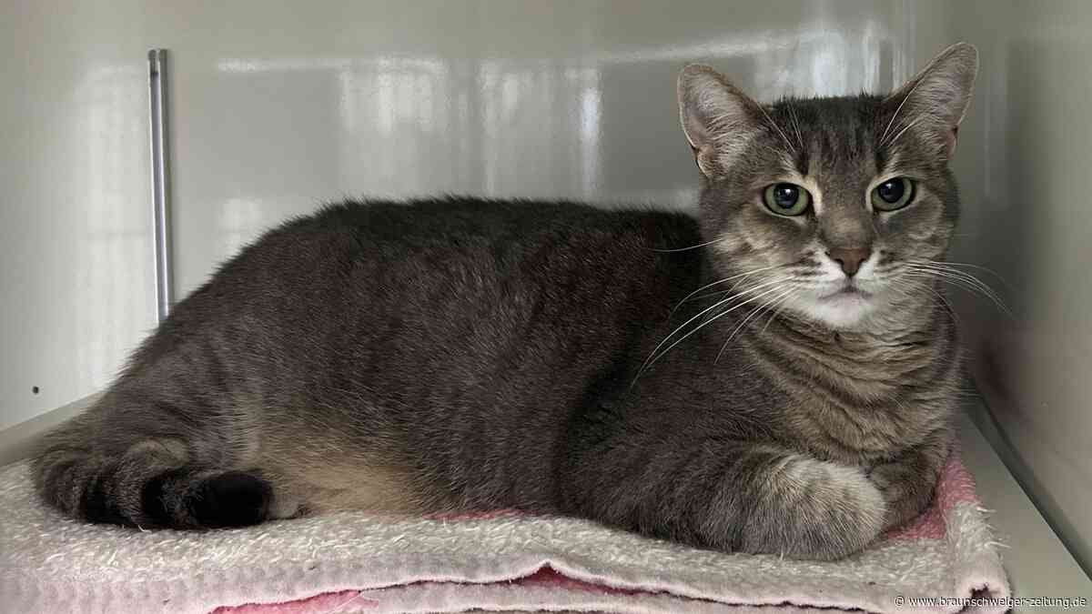 Happy End nach Odyssee? Katze Elsa aus Salzgitter hat erstmal ein Zuhause