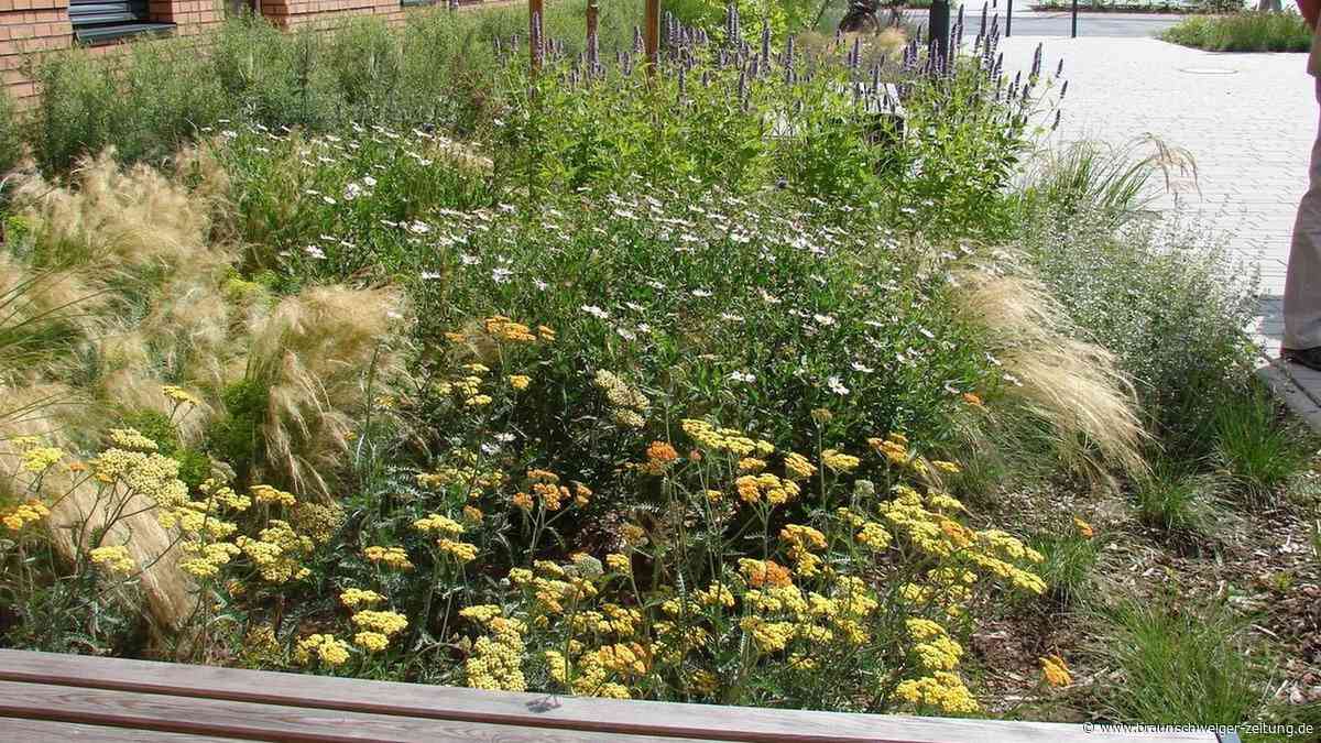 Klimafester und insektenfreundlicher Garten? Hier in Peine gibt es die Anleitung