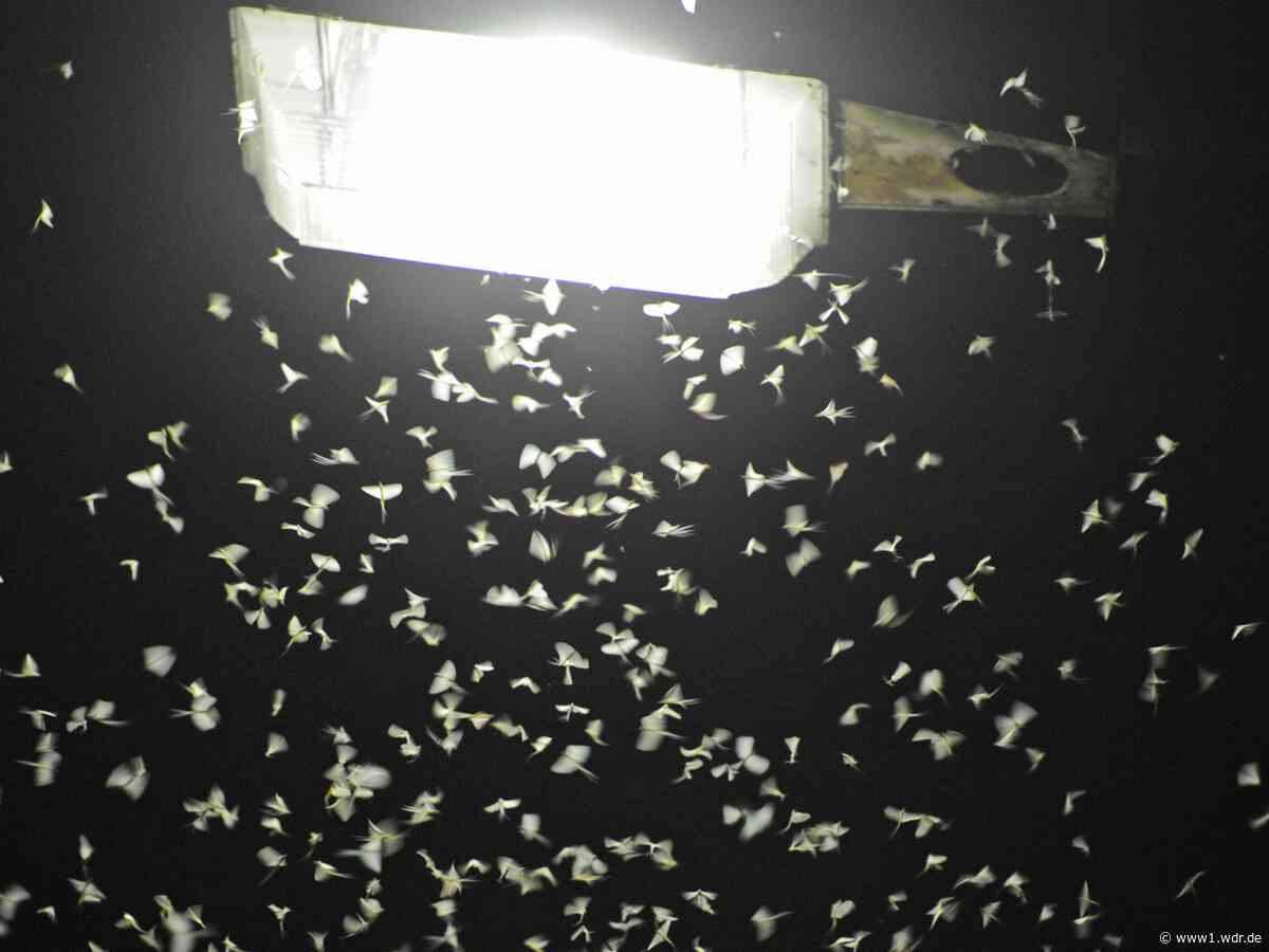 Insekten-Spektakel in Duisburg und Düsseldorf irritiert