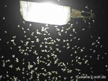 Insekten-Spektakel in Duisburg und Düsseldorf irritiert