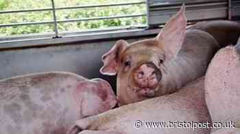 Record numbers object to expansion of pig slaughterhouse on edge of Bristol