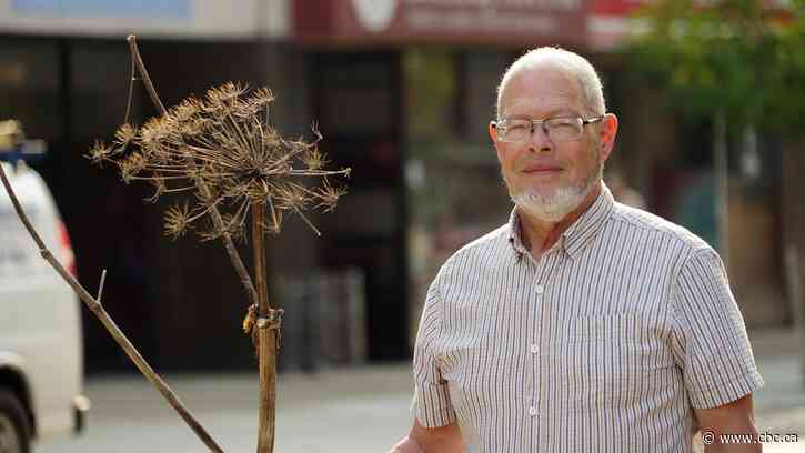 Giant hogweed is spreading along the Grand River. Here's why you should avoid it