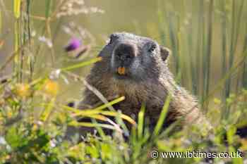 What Are Marmots? Scientists Launch OnlyFans as Trump Funding Cuts Threaten Long-Running Research