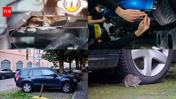 7 Natural ways to protect your car from rats and mice