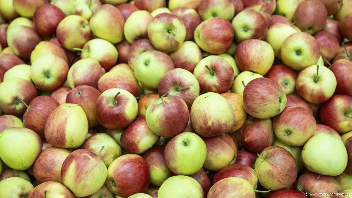 Kinder entdecken die Schatzkammer Streuobstwiese