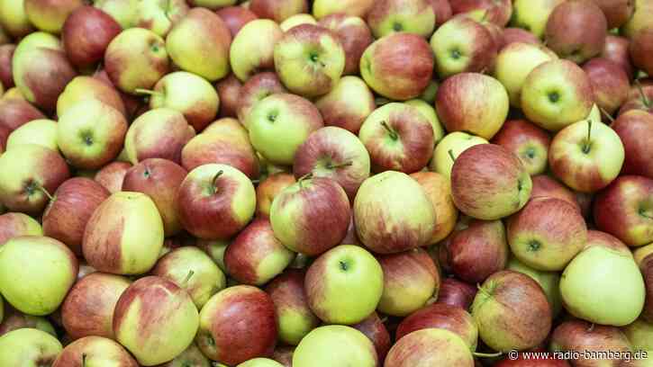 Kinder entdecken die Schatzkammer Streuobstwiese