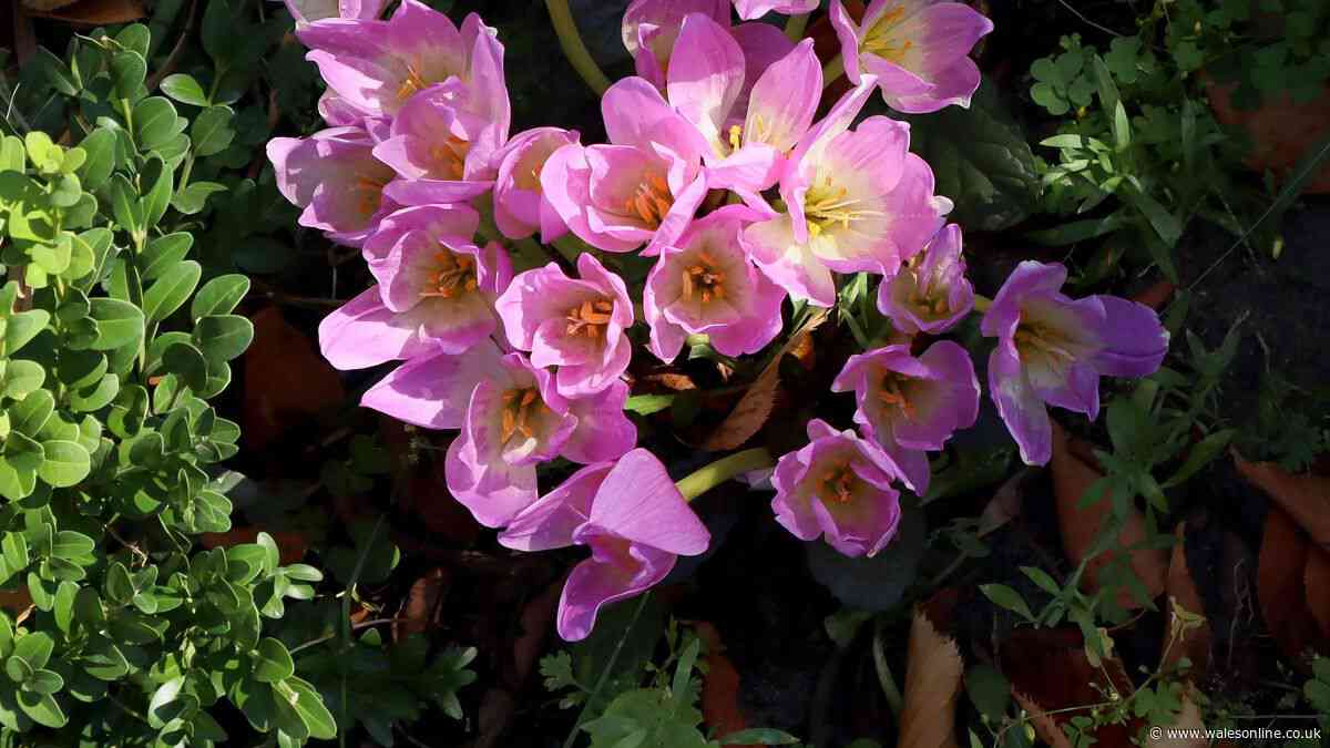 Plant one specific type of flower now for a stunning September bloom
