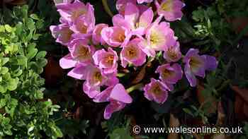 Plant one specific type of flower now for a stunning September bloom