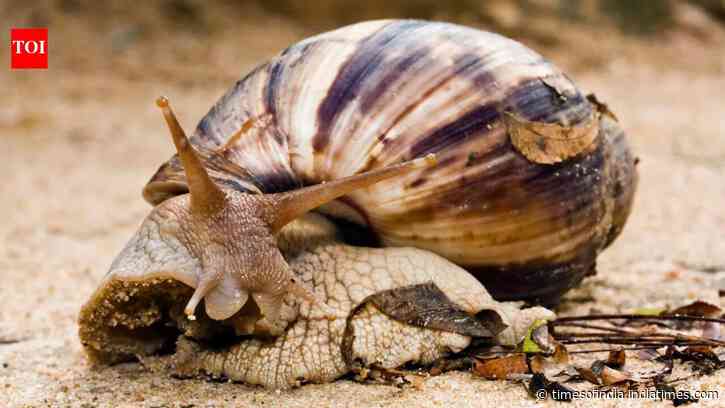 The Giant African Snail has returned to the U.S. neighborhoods and officials are asking residents to watch for these signs