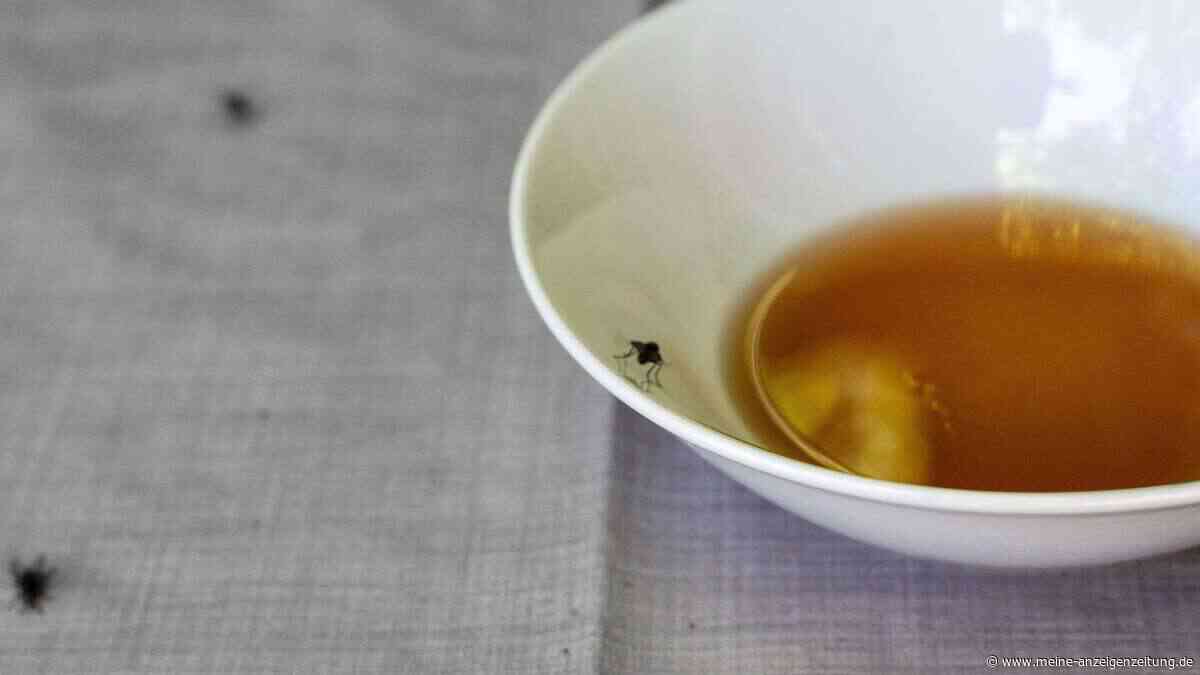 Fliegen vertreiben ohne Klatsche: Zwei Hausmittel wirken besser als jedes Insektenmittel