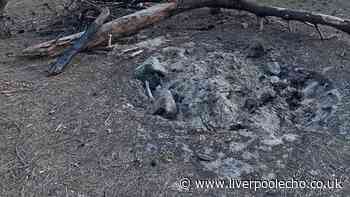 North Wales wildfire warning issued as 'idiots' put lives at risk