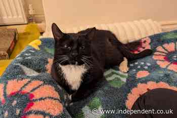 Former lawyer’s court fight over body after mystery death of cat seized by RSPCA in police raid