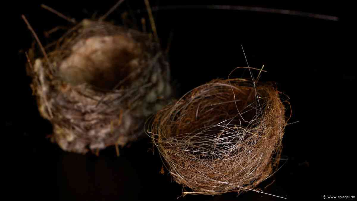 Ukraine: Was Vogelnester aus Glasfaserkabeln über den Krieg verraten
