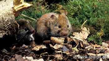 Hantavirus: Welche Typen in Deutschland vorkommen und wie Sie sich schützen können