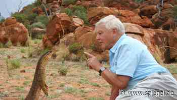 David Attenborough: Der Dschungelkönig wird 100