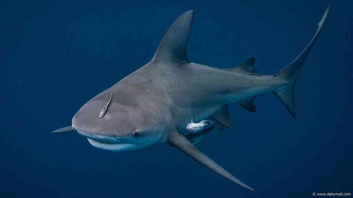 Warning to US swimmers as experts reveal 'dinner bell' that drives bull sharks to attack humans