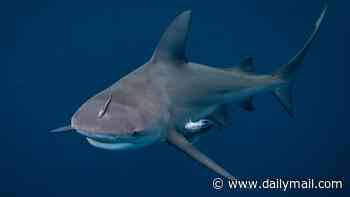 Warning to US swimmers as experts reveal 'dinner bell' that drives bull sharks to attack humans