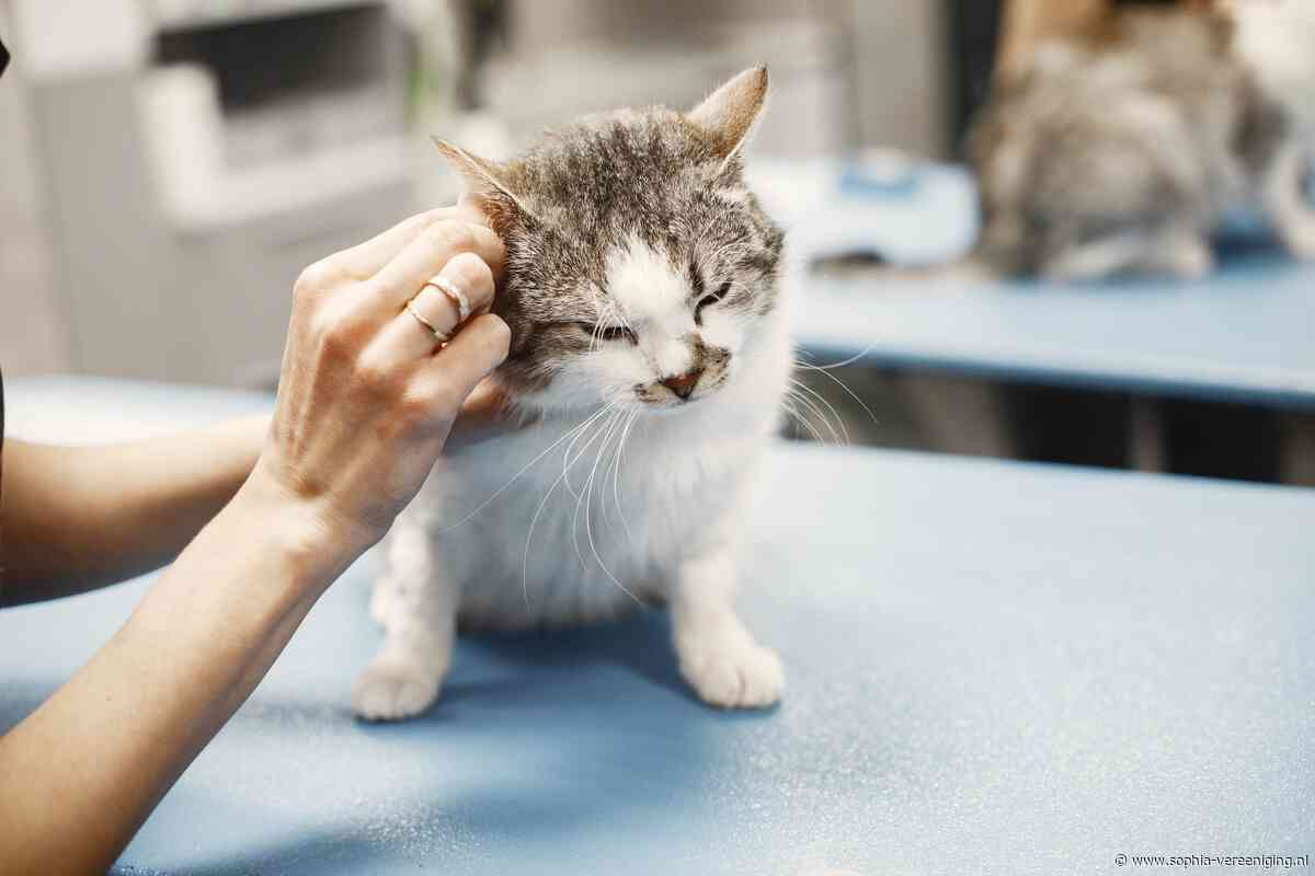 Kamerdebat over stijgende dierenartskosten: dit zijn de belangrijkste uitkomsten