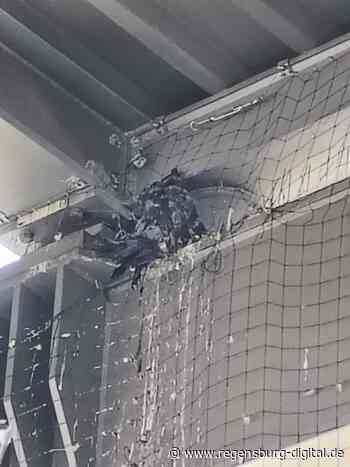 Tauben verenden in defekten Netzen am Regensburger Hauptbahnhof