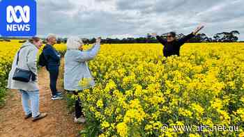 Thousands flock to Victorian canola farm chasing social media snaps