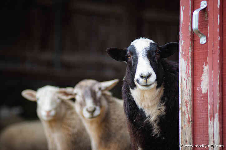 The nation’s first founding farm animal sanctuary marks 40 years in Watkins Glen
