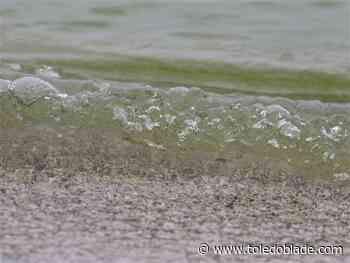 Algal bloom has begun, though toxins are still low