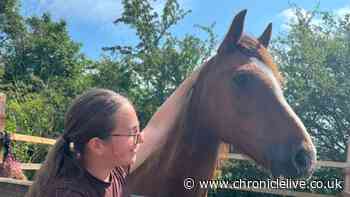 Battle to save abused horse Whispa as heartbroken Tyneside teen 'wants to fight for her'